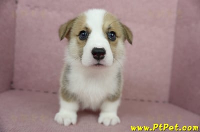 04/28雙色柯基犬公幼犬1號(桃園中壢)2