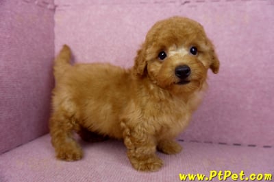 01/26紅貴賓公幼犬5