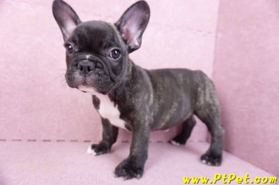 09/18虎斑色法國鬥牛母幼犬1號(屏東泰武)8