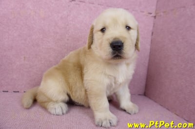 01/10黃金獵犬公幼犬1號6
