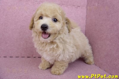 08/14泰迪比熊公幼犬4號(台中南區)10