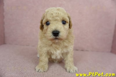 03/12泰迪比熊母幼犬2號(新北三峽)1