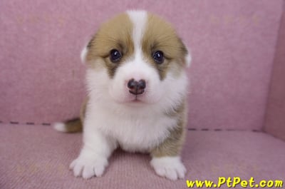 03/14雙色柯基犬公幼犬2