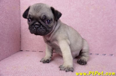 07/09巴哥公幼犬1號(新竹東區)12