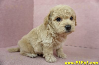 11/08泰迪比熊公幼犬2號(新北淡水)4