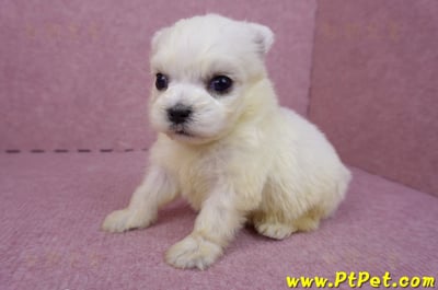 03/20馬爾濟斯公幼犬1號4