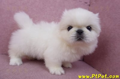 12/17北京狗公幼犬1號7