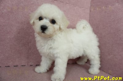 05/20比熊犬母幼犬(桃園楊梅)9