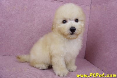 05/12玩具型奶油貴賓公幼犬(桃園中壢)6