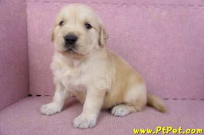 11/14黃金獵犬公幼犬1號(桃園楊梅)6