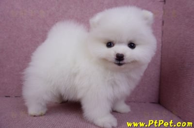 11/10松鼠白博美母幼犬(屏東內埔)7