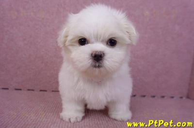 06/26迷你型馬爾濟斯公幼犬(新北三重)2