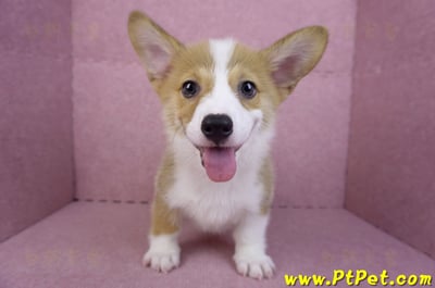 08/03雙色柯基犬公幼犬(台北大安)1