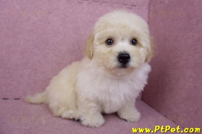 08/14泰迪比熊公幼犬1號(花蓮吉安)7