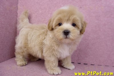 08/06奶油色馬爾泰迪公幼犬(台北中山)4