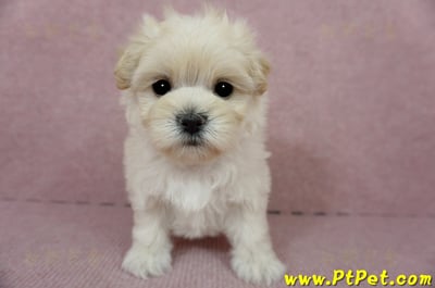 01/10奶油色馬爾泰迪母幼犬1號(新北中和)3