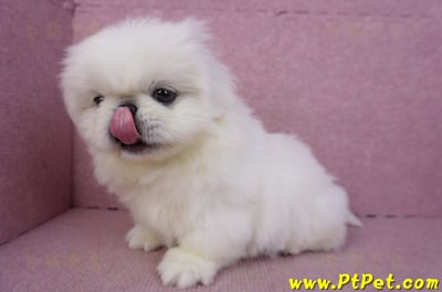 12/17北京狗公幼犬1號(新竹竹北)12