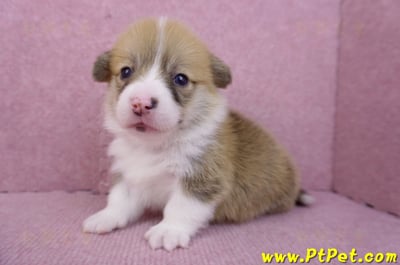 08/03雙色柯基犬公幼犬4號(屏東南州)4