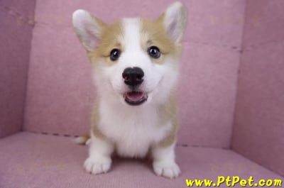 11/30雙色柯基犬公幼犬2號(高雄鳳山)3