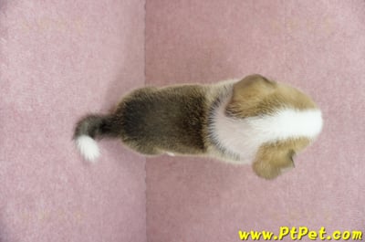 04/28雙色柯基犬公幼犬1號(桃園中壢)12