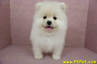 12/15迷你型松鼠白博美公幼犬(台東市)1