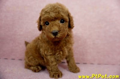 04/15玩具型紅貴賓公幼犬1號(屏東竹田)4