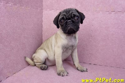 06/23巴哥母幼犬(高雄前鎮)6