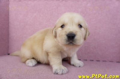 11/14黃金獵犬公幼犬1號(桃園楊梅)4