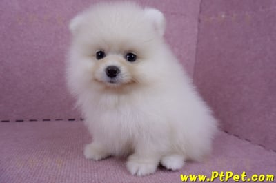 06/23迷你型松鼠白博美公幼犬(新北板橋)7