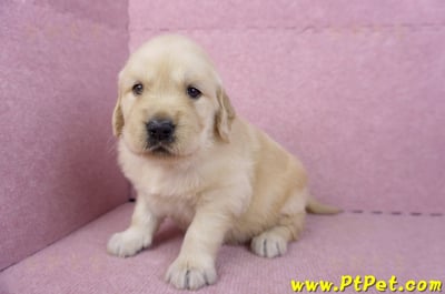 11/14黃金獵犬母幼犬3號(高雄左營)6