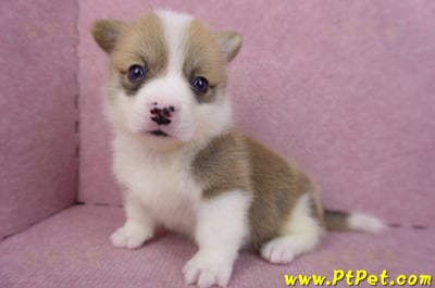 04/16雙色柯基犬母幼犬1號10