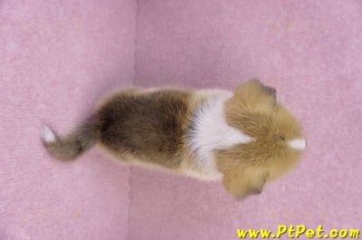 10/10雙色柯基犬公幼犬(台中大里)11