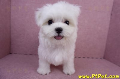 05/28迷你型馬爾濟斯公幼犬(台南安平)2