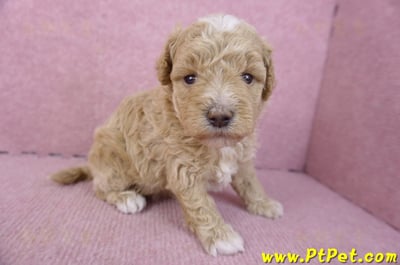 02/18泰迪比熊母幼犬1號4