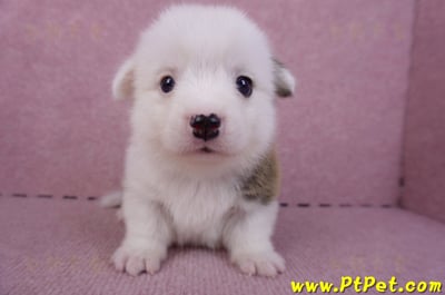 11/02雙色柯基犬公幼犬3號(高雄林園)2