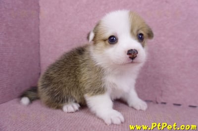 09/22雙色柯基犬母幼犬1號(屏東市)3