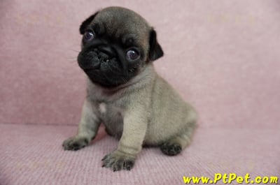 04/02巴哥公幼犬2號(台中外埔)9