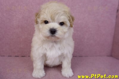 11/23馬爾泰迪母幼犬(高雄仁武)3