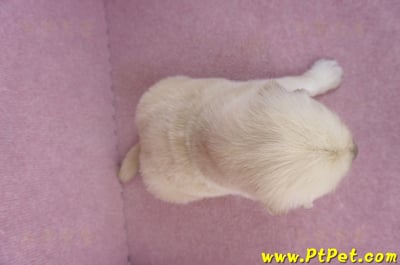 11/14黃金獵犬公幼犬2號(新北三重)7