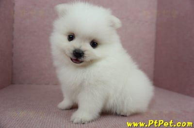 02/11迷你型松鼠白博美公幼犬(桃園市)10