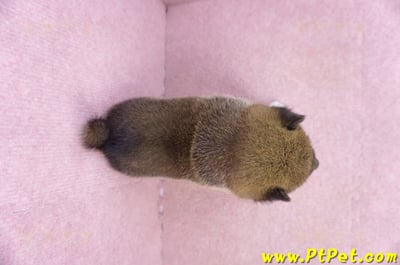 01/11赤色柴犬母幼犬3號7