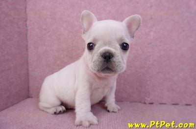 07/25奶油色法國鬥牛母幼犬3號(屏東內埔)5