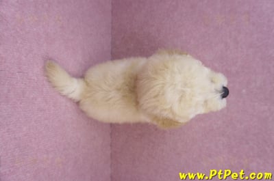 08/14泰迪比熊公幼犬(屏東內埔)12