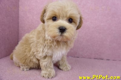 12/10馬爾泰迪母幼犬(台北大安)6