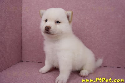 06/14白色柴犬公幼犬1號(屏東潮州)8