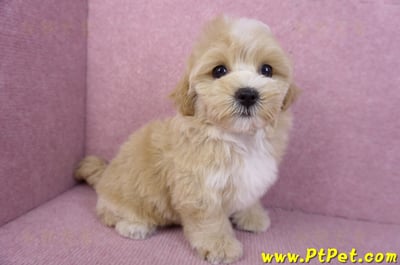 11/02馬爾泰迪母幼犬(新竹關西)6