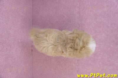 11/02馬爾泰迪母幼犬1號/(高雄小港)11