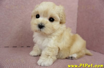 03/21奶油色馬爾泰迪母幼犬(基隆市)8