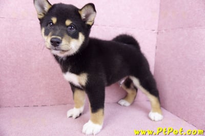 11/08黑色柴犬公幼犬(桃園蘆竹)7