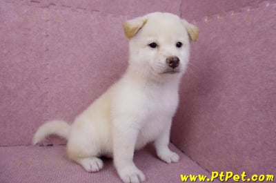 07/11白色柴犬公幼犬(屏東長治)5